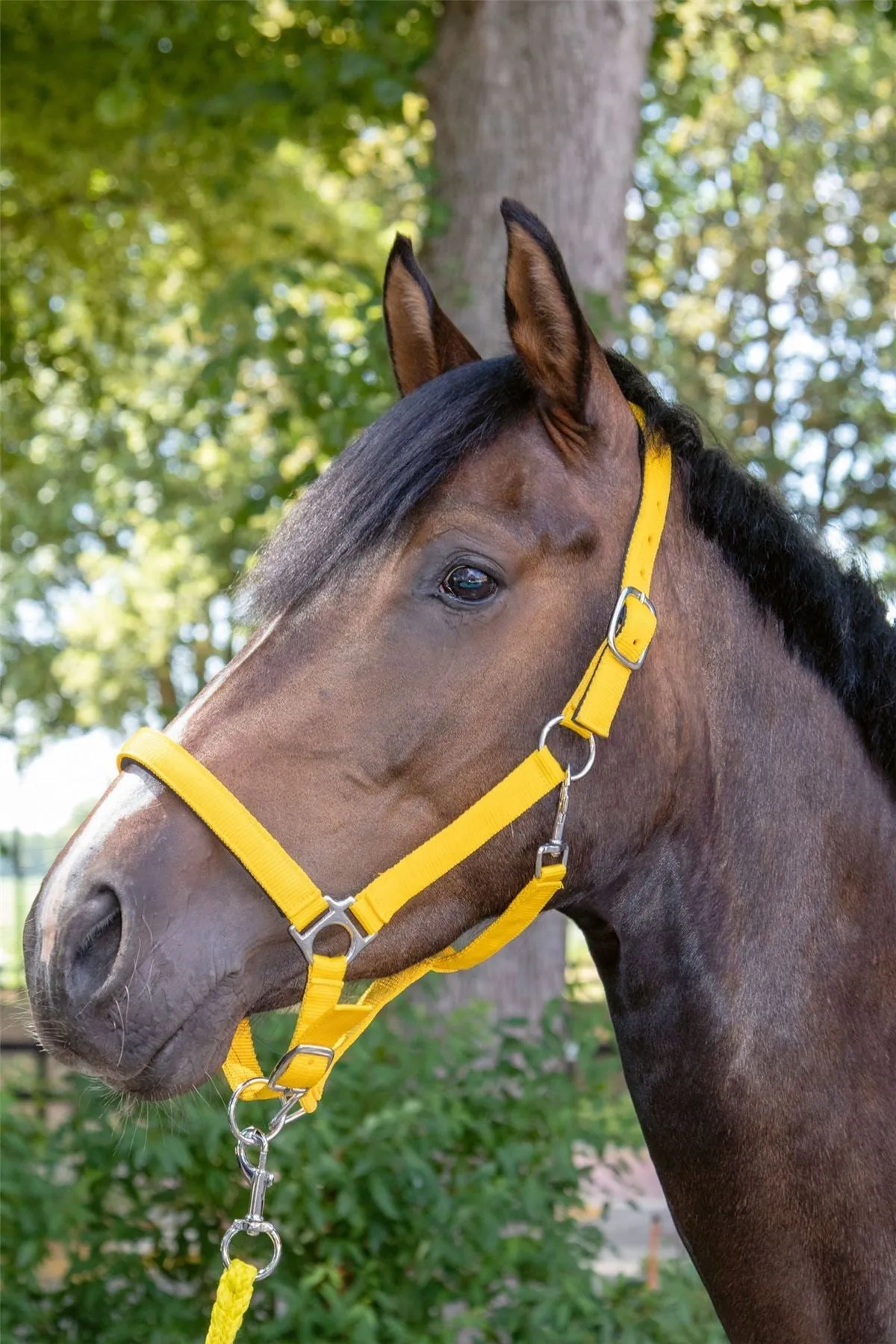 HKM Head Collar Stars With Soft Padding