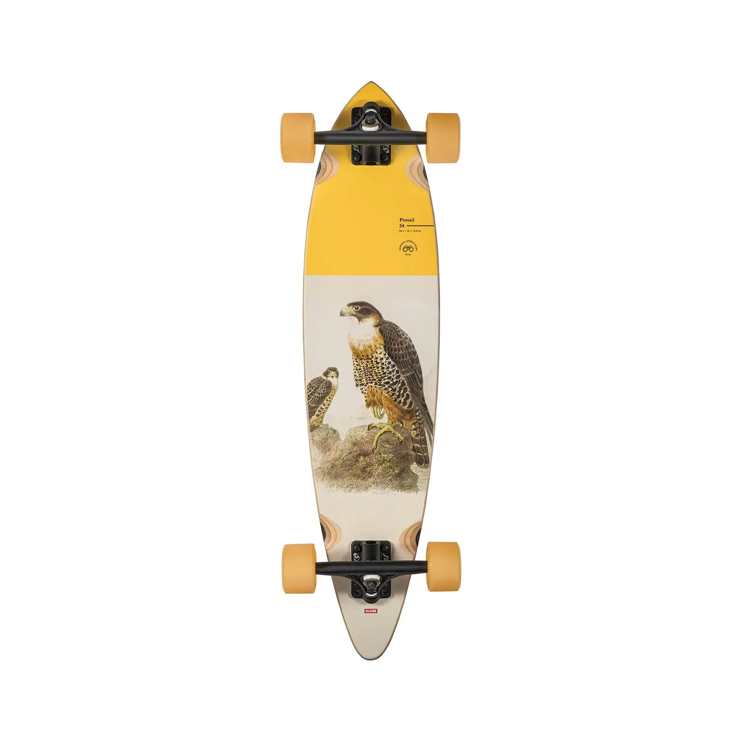 Pintail 34