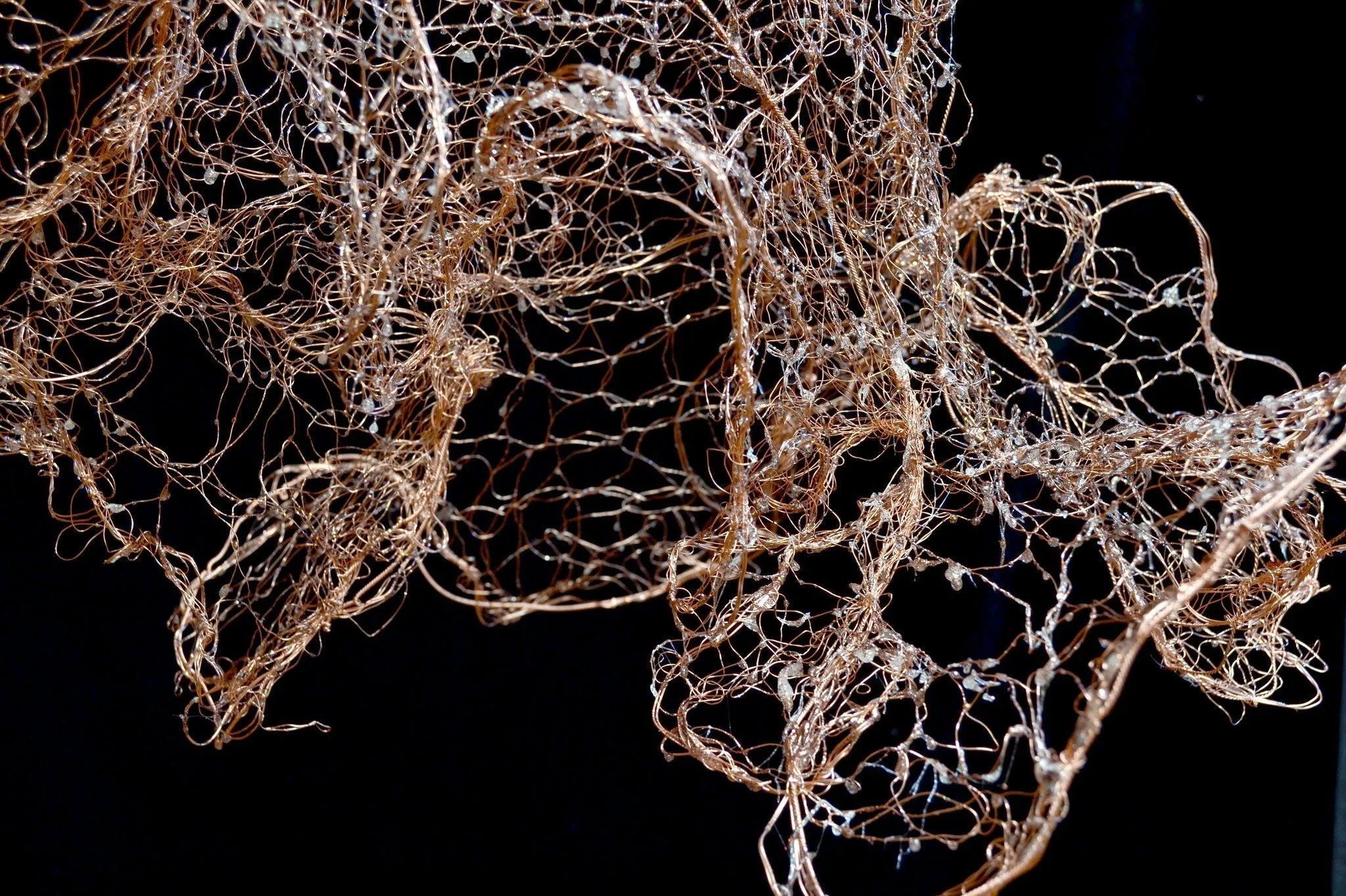 Viticula (Little Vine)
